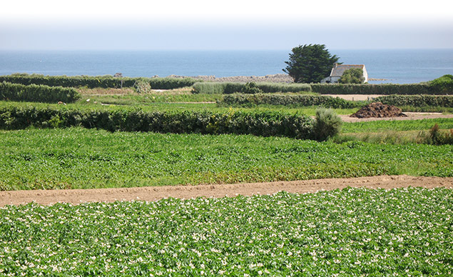 Culture de pommes de terre primeurs sur l'île de Batz, en Finistère